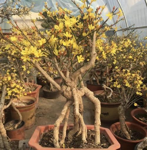  「小黄花」养1种盆景树，2年后茎干变“苍老”，开出“小黄花”，比金弹子美