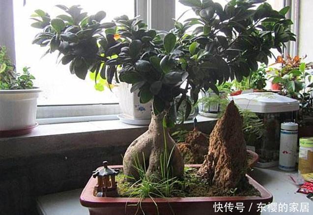 身体|客厅这3棵“养生树”,棵棵价值高,吸走毒气释放氧气,身体更棒