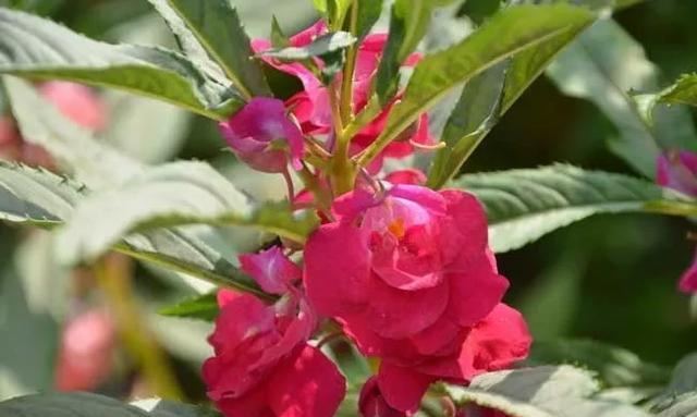  凤仙花|凤仙花生长记录：带你揭秘凤仙花成长过程