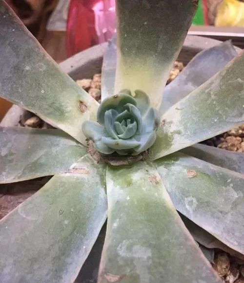  朱顶红：看见这花可别买，忍住，小心被忽悠，花钱买气受！