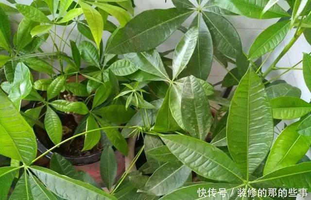 『花钱买』养花技巧:最难养的3种花,扦插100%活,下次别再花钱买啦