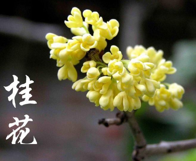 大名花之首：【欣赏】 中国十大名花，第一名意料之中
