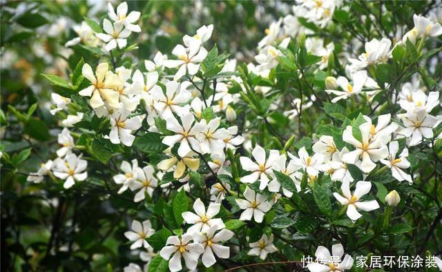 #花开花#想要这3种花开花爆盆,4月必须多施肥,不然就晚了