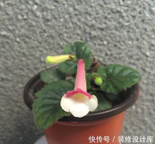 阳光|一根枝条开出一球花,开花快花量大,名叫垂筒花能家养