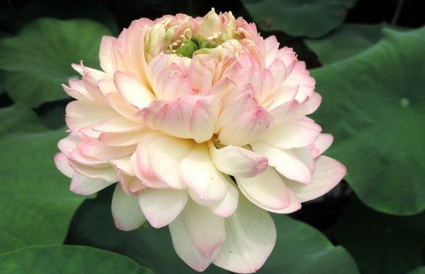  「粉嫩」喜欢玫瑰，不如养盆“精品荷花”凤凰翎，花开层层叠叠，粉嫩娇羞