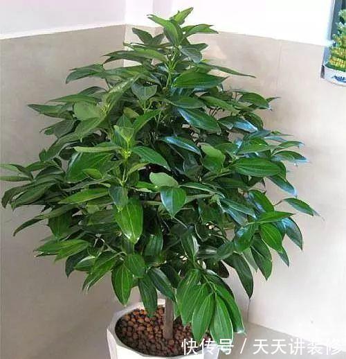  [幸福树]有“讲究”的人都喜欢这“3种树”，叶多枝壮，摆在家中纳福养人