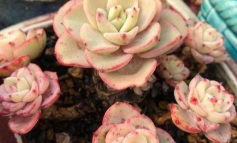  送给■4款“粉色系”多肉，桃花嫣红粉嘟嘟，送给女孩子，让她爱不释手