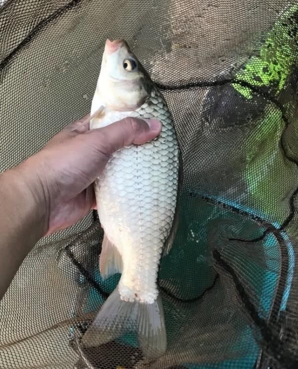 钓不到鱼别抱怨水里没鱼，做好这3个细节，三伏天也照样能连杆