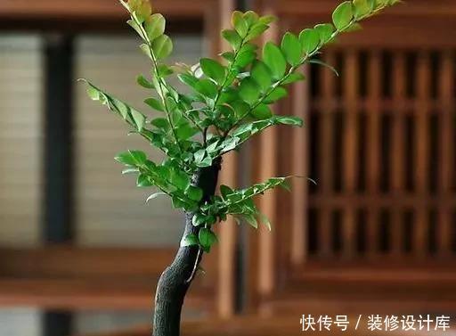 要根据不同|树桩盆景种植时培养土有什么要求?如何配制的培养土?