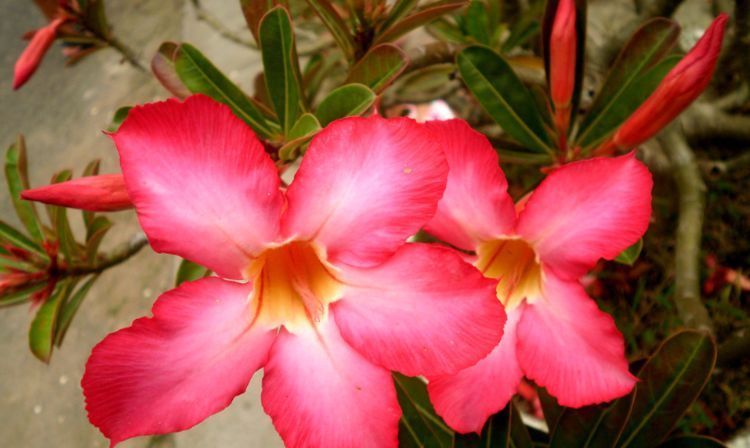 夏季@天气越热,花开越灿烂,漂亮好养,四季开花不断,夏季养花首选