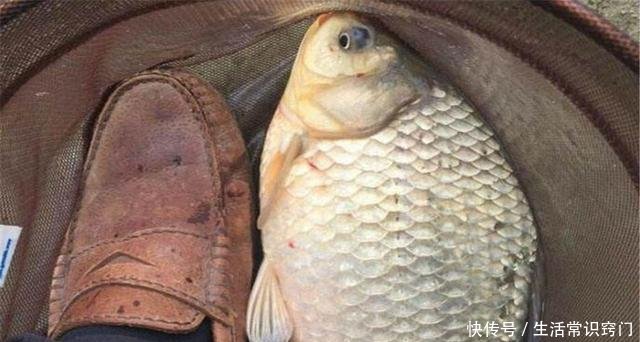 下杆:很多人都知道“钓鱼要钓草”,却不知还有下半句,这才是关键所在