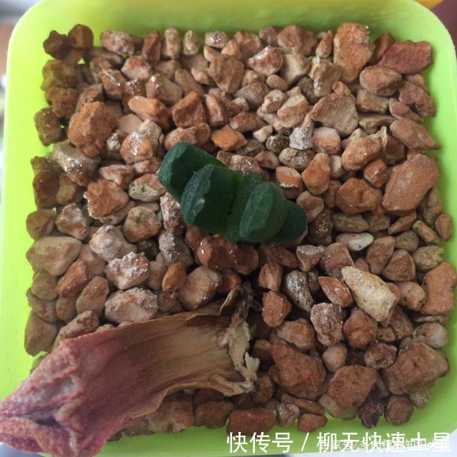  『植物』春天买的多肉植物们，花了几百块，不知道亏了吗