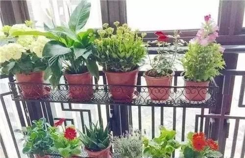  #花架#原来阳台还能这样种花，一看就像个花园，太漂亮了！