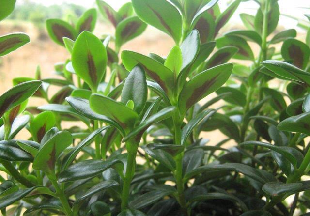 「养护」阳台养1盆这种花,比金边吊兰漂亮,1个种植诀窍,叶翠绿开花多