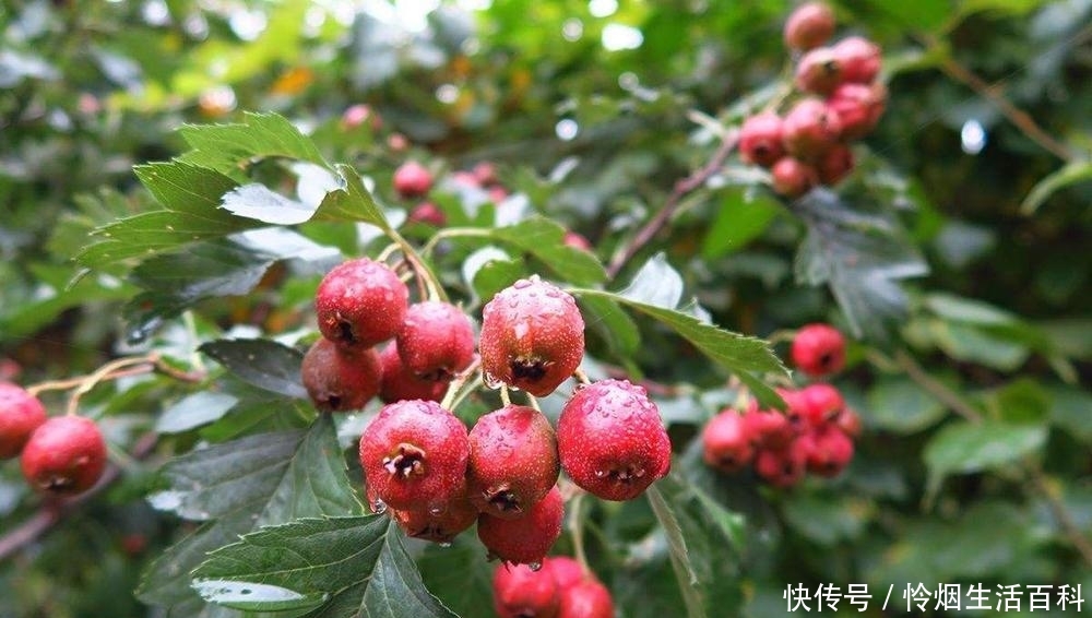 农村夏季6大野果，第1种泡酒是一绝，第6种被誉为“水果之王”