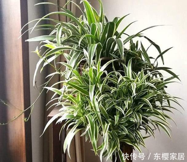  [真够]吊兰家族真够多，个个爆脾气，呼呼爆盆，披头散发颜值高