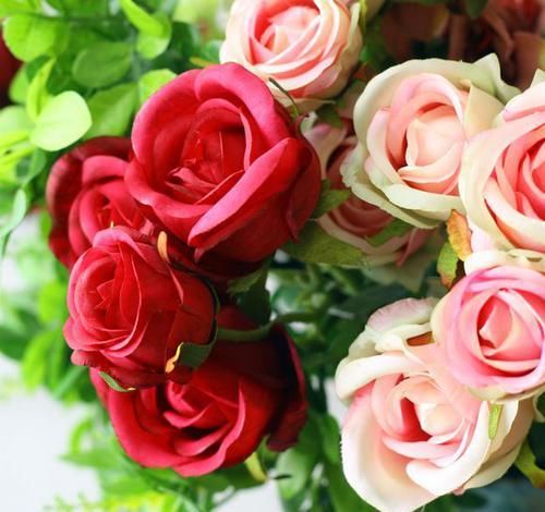  『适合』此花颜色丰富鲜艳，株行矮小，适合室内盆栽养护观赏