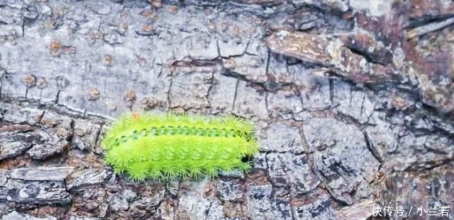  蜇伤：被“洋辣子”蜇了怎么办？老农：别着急，解药就在它身上