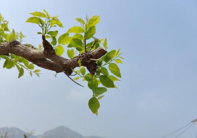 「再次」“旗舰杀手”的再次蜕变 一加8 Pro拍照专项评测