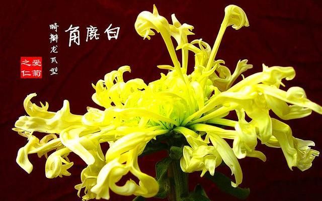  『代表着』喜欢菊花，就养盆“珍稀名菊”白鹿角，似鹿角昂扬，熏染多姿