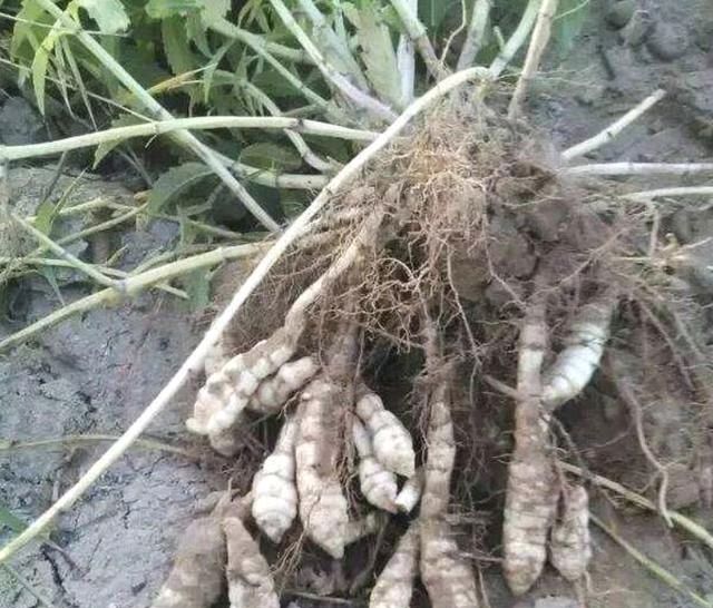  「宝塔菜」农田里，生长着1种“杂草”，人称“地环”，1公斤“7