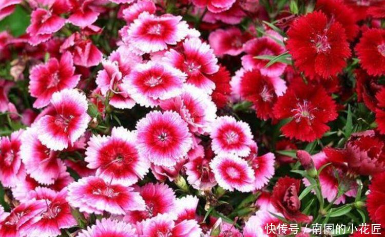 『五彩石竹』在家中养护花卉,就选择花色梦幻的5种花,妖娆优雅,非常的漂亮