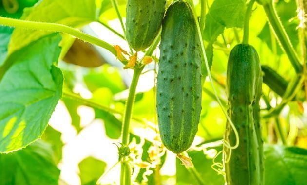  「种子」黄瓜应该如何种植？只要掌握这5种技术，黄瓜既好看又顺直