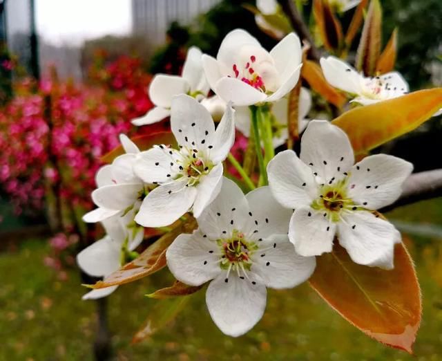 四月芳菲，春意浓