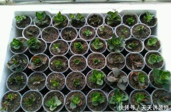 长寿花@3种花,插土里就能活,3天生根,一个月轻松爆盆!