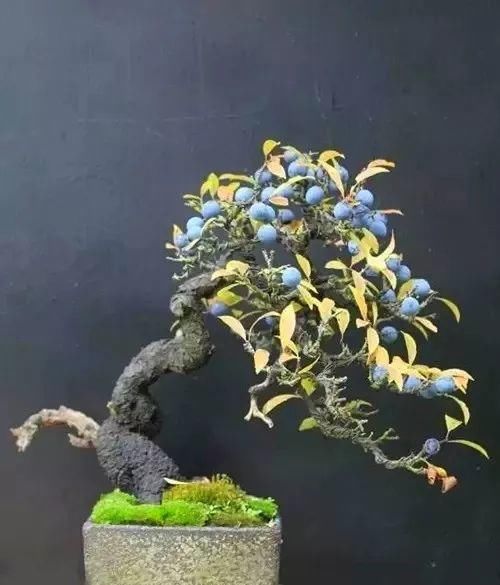  花盆@一个碗大的花盆，也能种出苹果树？别说，看着还挺诱人的！