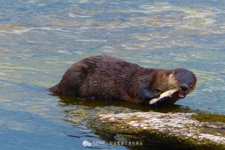 神奇黄石，世界国家公园的大哥大