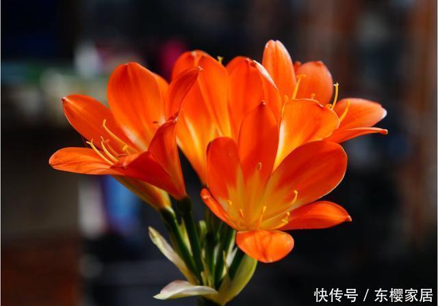 「妖娆」喜欢在家中养护花卉,就养5种丰腴妖娆的花卉,花色艳丽又多样!