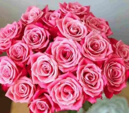  「玫瑰」“稀有玫瑰”泰姬，花开似美人，窈窕粉嫩，可以说是盆栽必备！