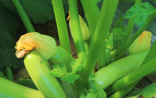  种植西葫芦@农民种植一种蔬菜，亩产量10000斤，4亩收入40000元