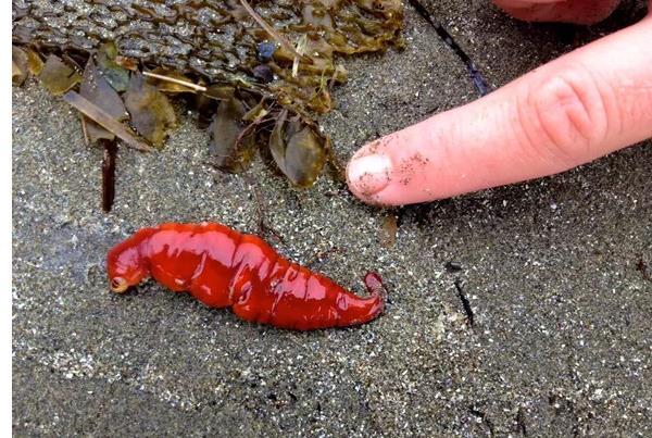 游客海滩发现大量“红辣椒”，小孩刚想伸手抓起却被制止