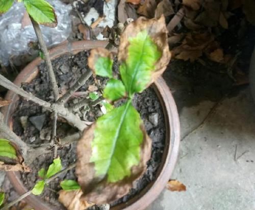  『栀子花』栀子花开完花以后要这么做，叶不黄芽不枯，二次开花再爆盆