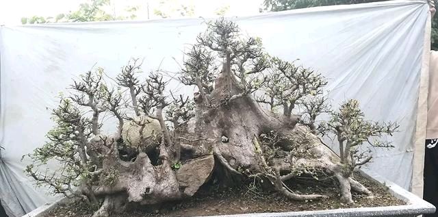  『朱立明』欣赏朱立明的盆景，学会体贴！