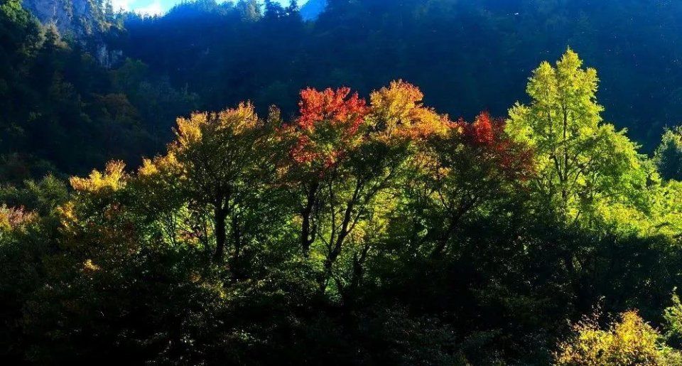 彩林之秋毕棚沟 | 赏秋要趁早!9月份就可以来这里赏红叶彩林了