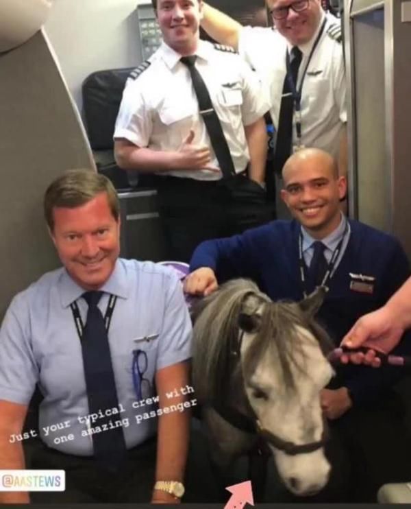  [座位]乘客们坐飞机出行，突然发现飞机上座位旁有匹小马，正在