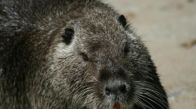  「农村」农村养殖，八大骗局