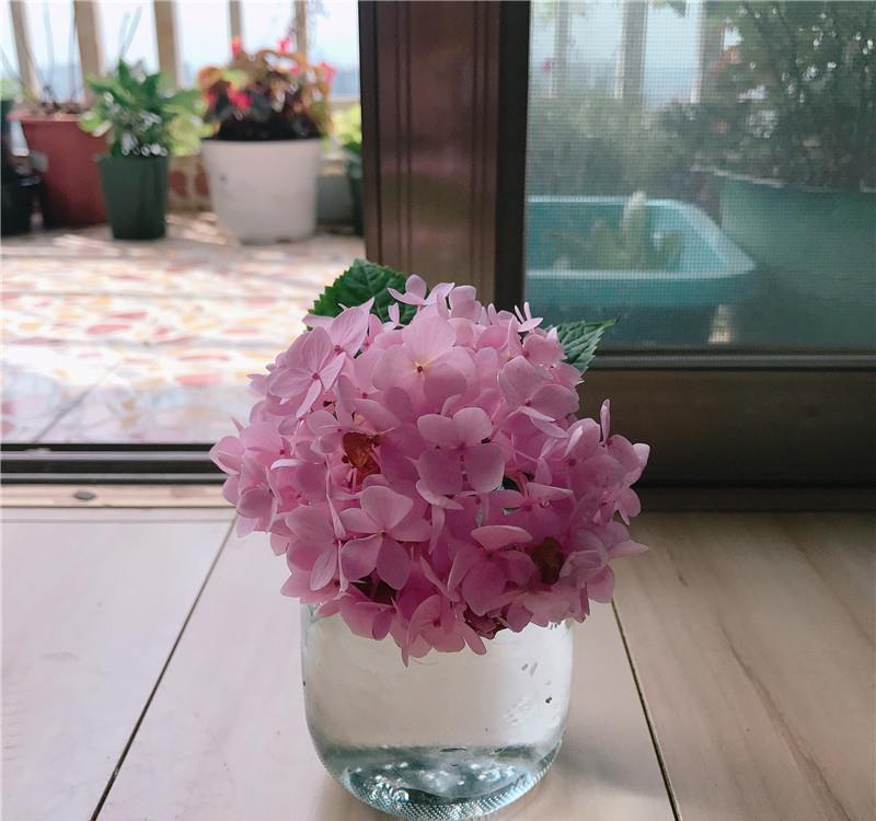  花儿■90天前，绣球花刚开箱，90天后，花儿已凋谢，一起来坐时光机~