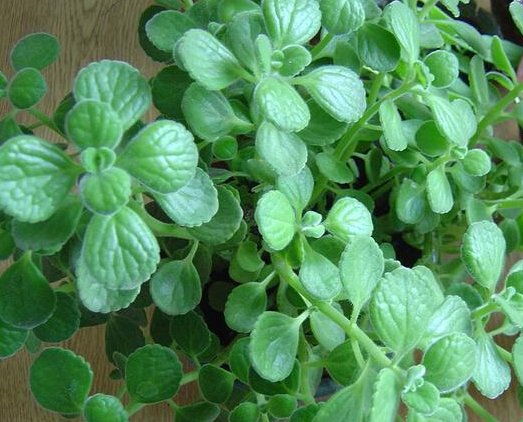 『家里』这些花朵就是天然的香水,除臭杀菌,空气更清新,家里蚊虫灭光光