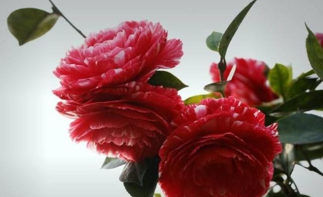  [随便]“3种花”花朵数不清，阳台随便摆一盆，花一开就是“花瓣雨”