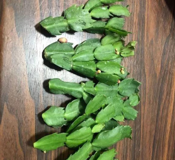  家里■这6种花,碰掉的叶片都能长出一盆,实在太好养,家里必须放一盆