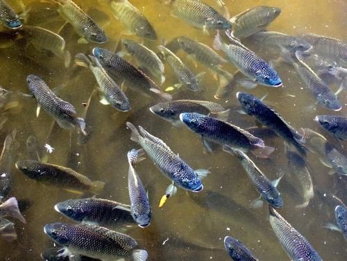 回族不吃猪、藏族不吃鱼、满族不吃狗，那么汉族人不能吃啥食物？