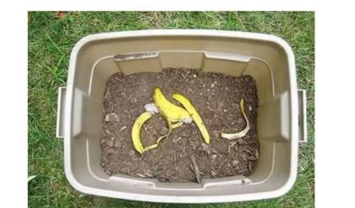  「食盐」菜园里有好多的鼻涕虫和蜗牛？叫你几招，效果马上见