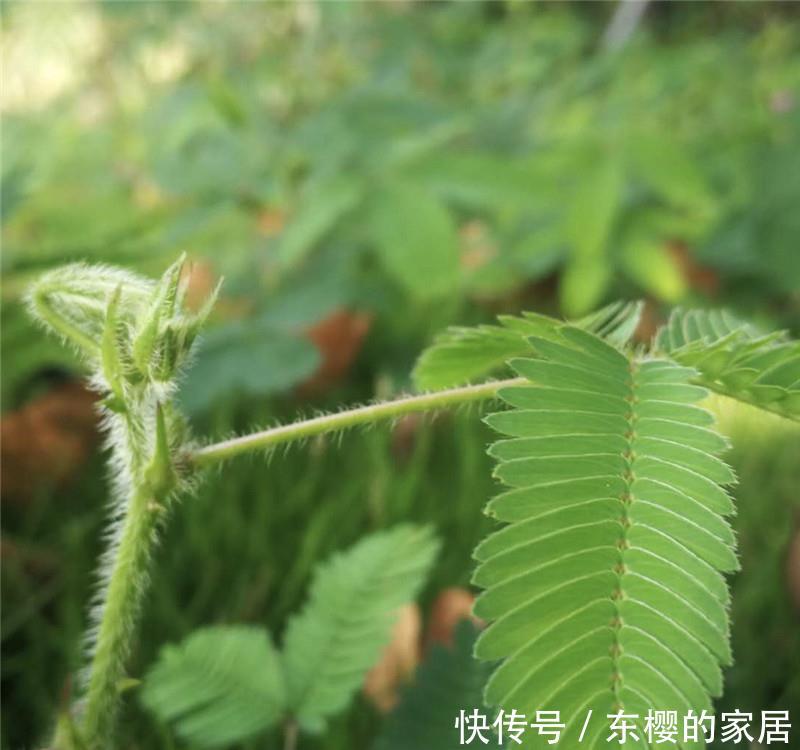 「轻柔」轻柔“绿盆栽”:它是气象播报员,有毒,别乱碰,别乱养!
