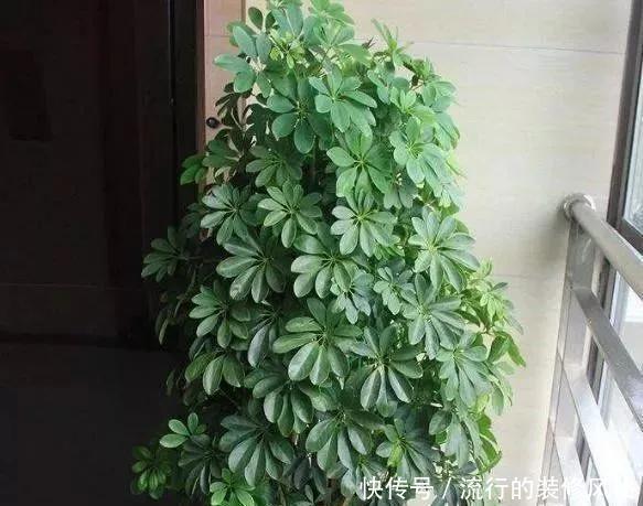 气净化能力|客厅养花,就养这3种“去污花”,空气变干净,家人住着才健康