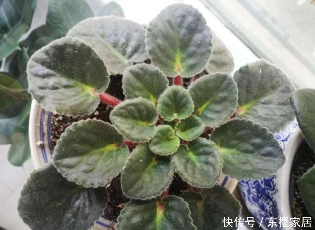  非洲紫罗兰|家中养紫罗兰，掌握好这几个方法，开花更稠密