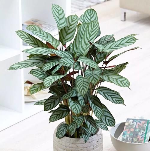  「旺盛」5种特别耐阴的盆栽植物，养在桌面上也能生长旺盛